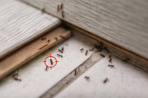 Best Pest Prevention Services  in Rockcreek, OR