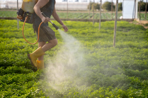 Wasp Removal Services in Rockcreek, OR