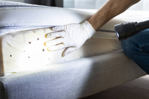 Best Flea Control Services  in Rockcreek, OR