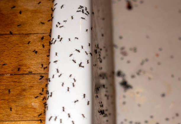 Best Residential Pest Control  in Rockcreek, OR