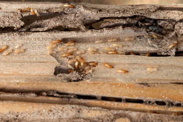 Best Pest Inspection Near Me  in Rockcreek, OR